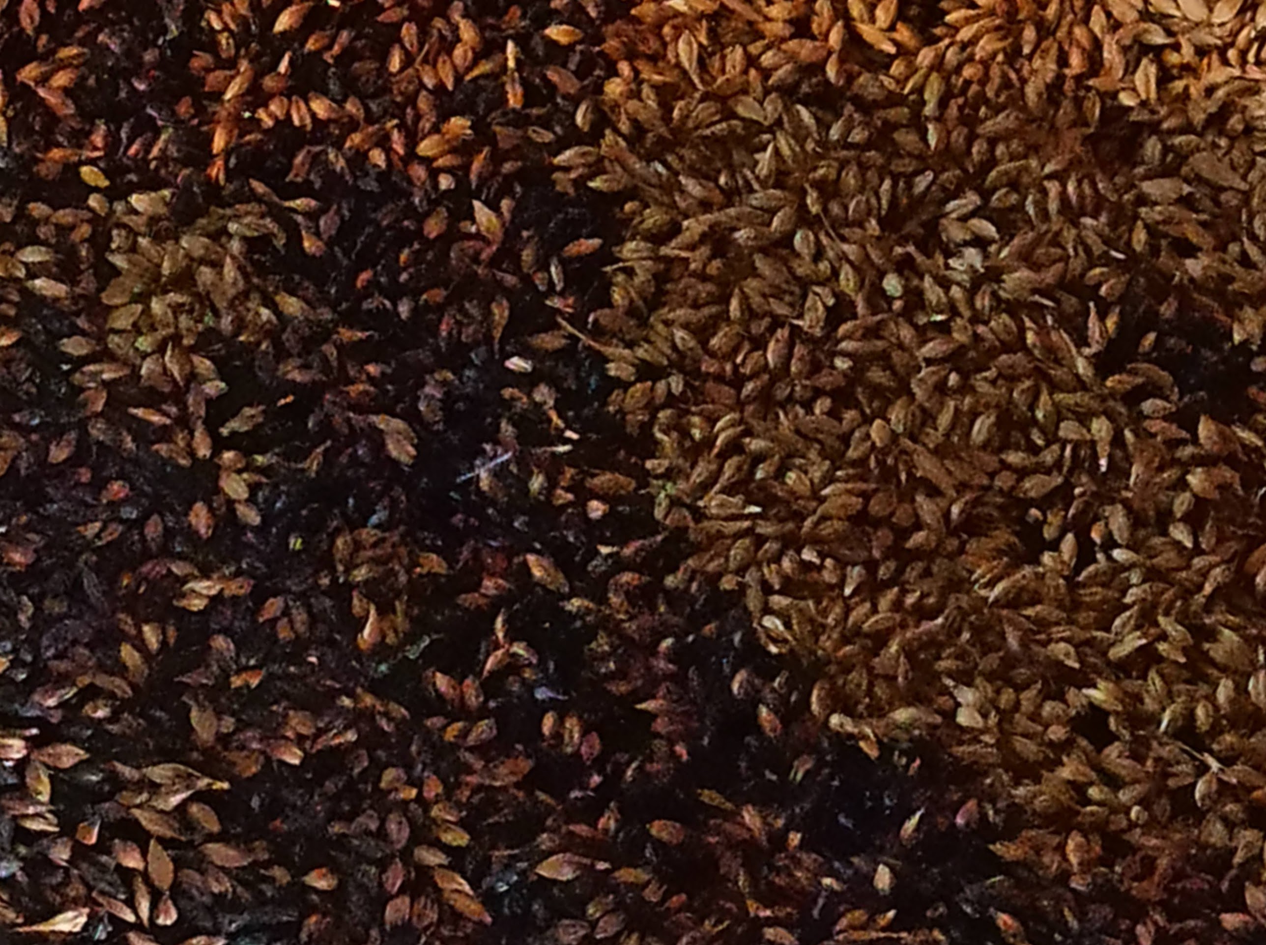 Different roasting points of barley will give the types of beer. Sol del Venado craft beer in Vilcabamba